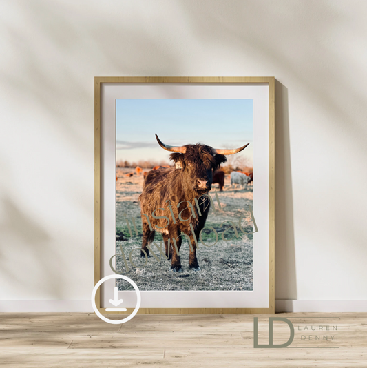 sunset maggie black cow Instant Digital Download; Highland Cow; Fluffy Cow Cattle Photography