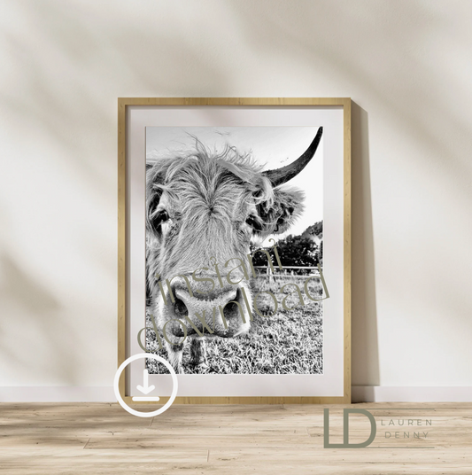 Lola's nose  Instant Digital Download; Highland Cow; Fluffy Cow Cattle Photography